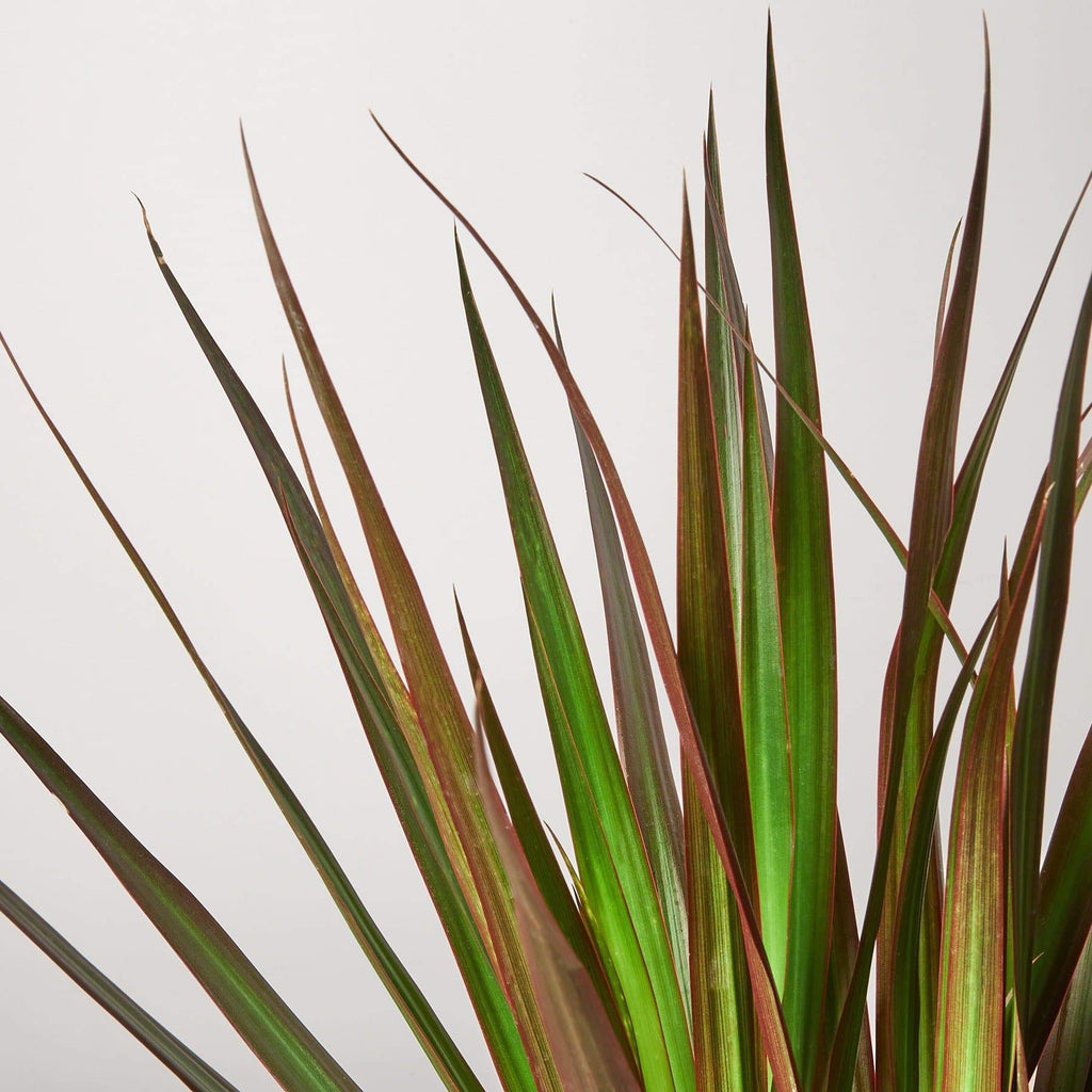 Dracaena 'Magenta'