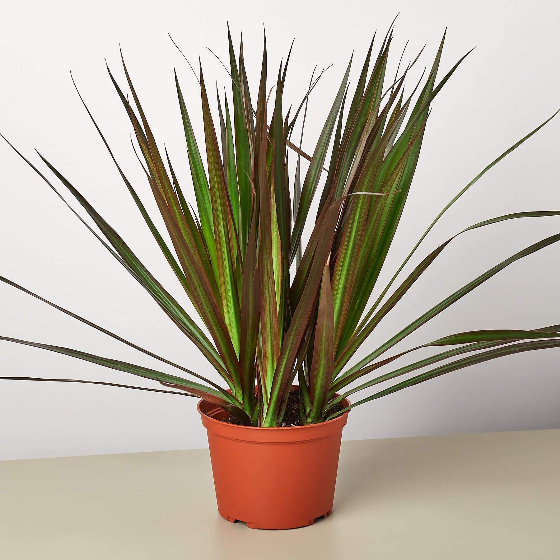Dracaena 'Magenta'