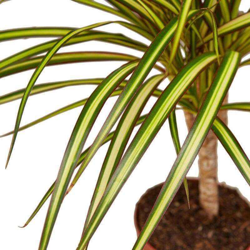 Dracaena 'Sunray'