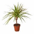 Dracaena 'Sunray'