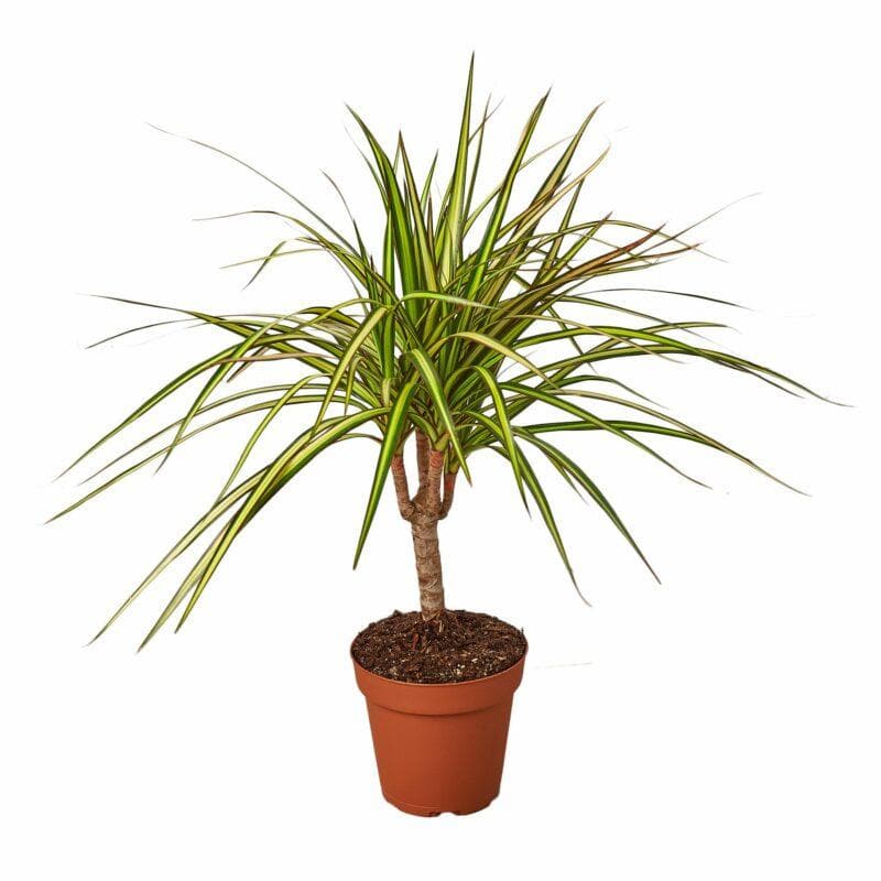 Dracaena 'Sunray'