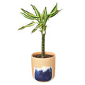 Dracaena 'Sted Sol Cane' & Pot