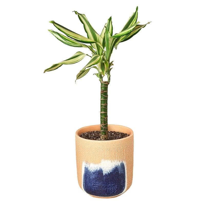 Dracaena 'Sted Sol Cane' & Pot