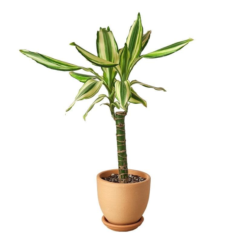 Dracaena 'Sted Sol Cane' & Pot