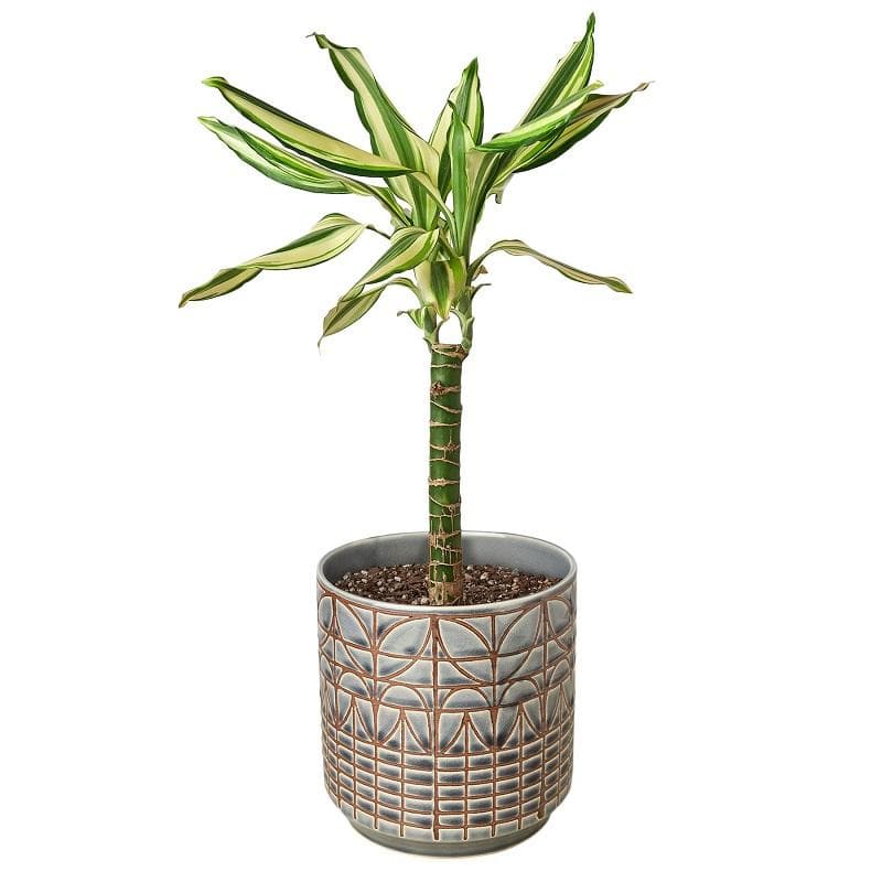 Dracaena 'Sted Sol Cane' & Pot