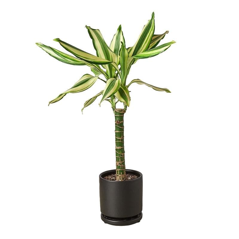 Dracaena 'Sted Sol Cane' & Pot