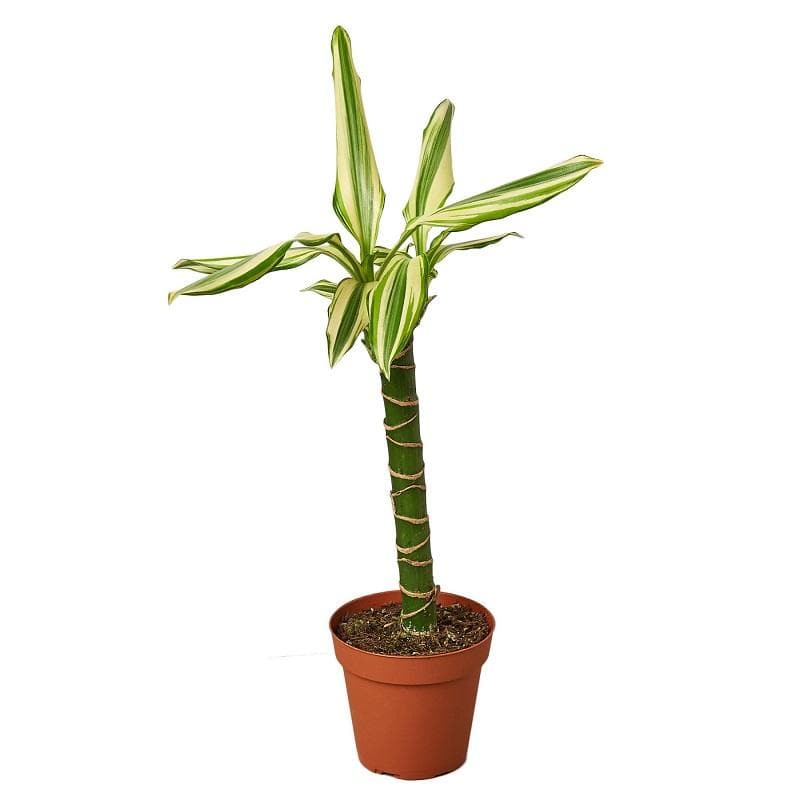 Dracaena 'Sted Sol Cane' & Pot