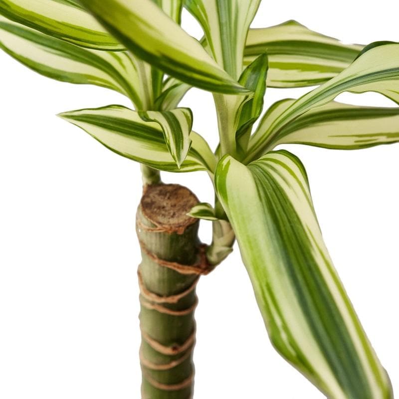 Dracaena 'Sted Sol Cane' & Pot