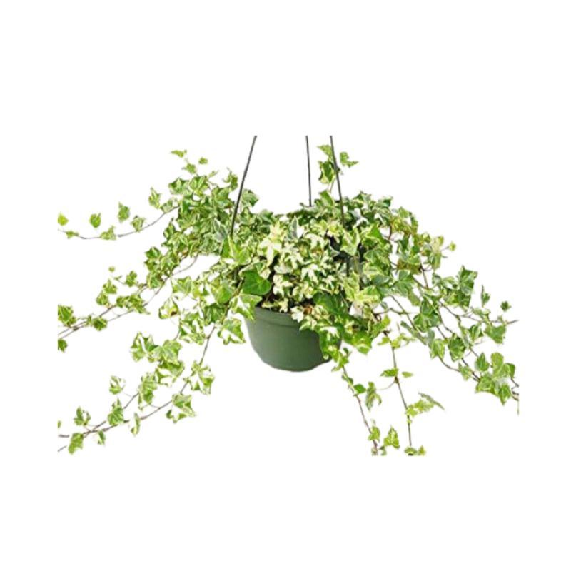 Ivy 'Kolibre'