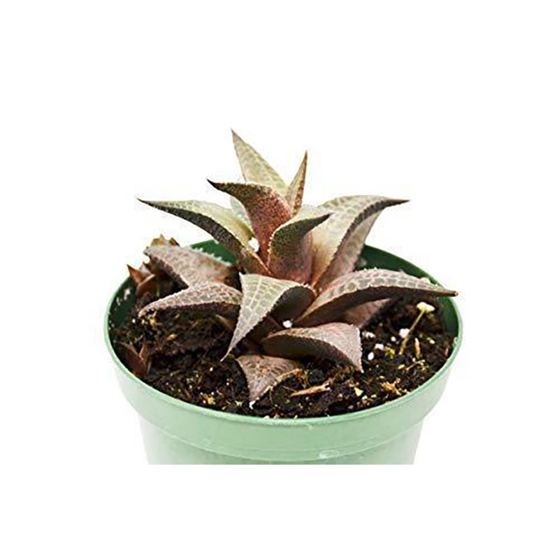 Haworthia 'Venosa'
