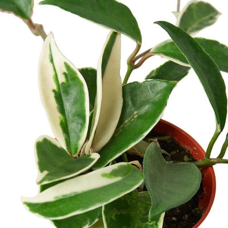 Hoya 'Tricolor'