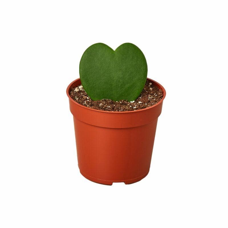 Hoya 'Heart'