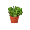 Jade 'Crassula'