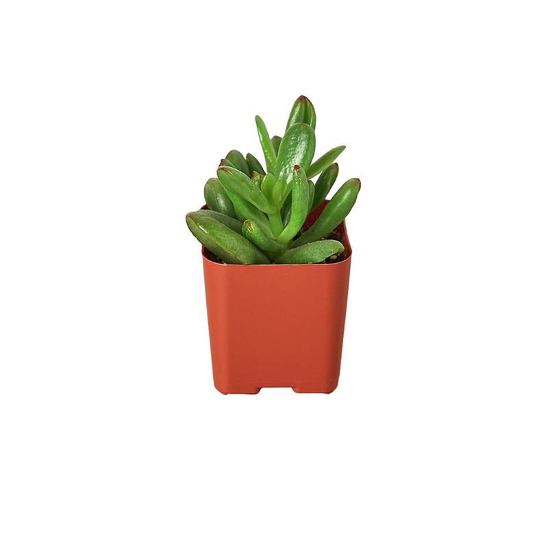 Jade 'Crassula'
