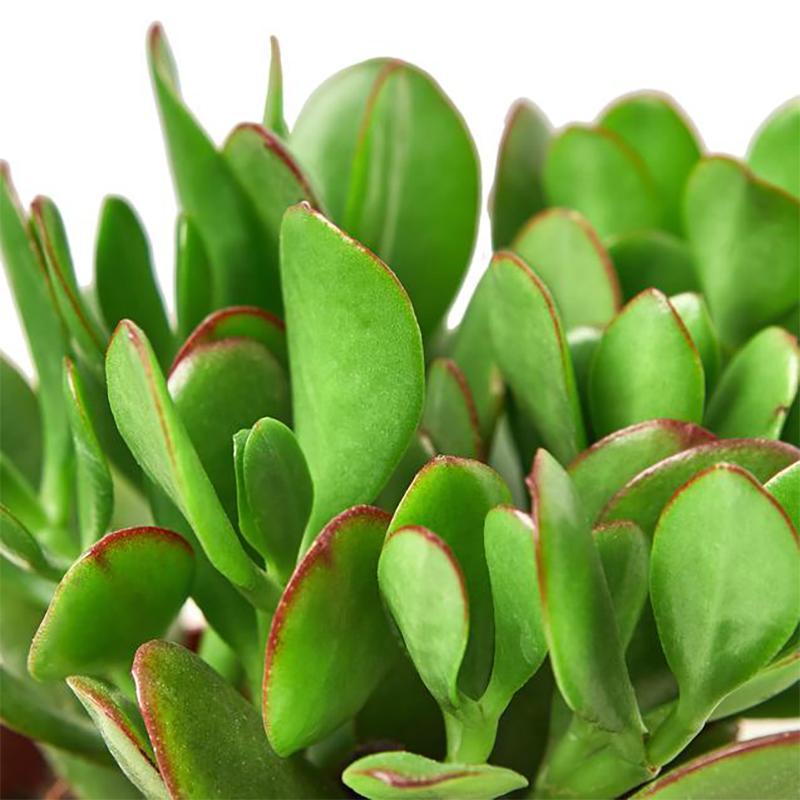 Jade 'Crassula'
