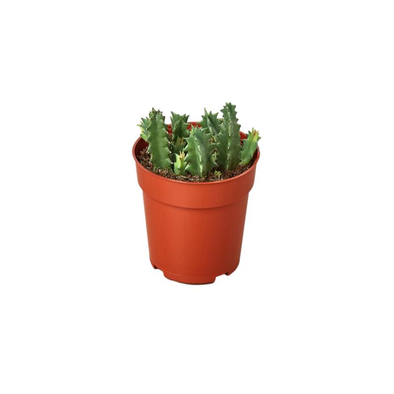 Lifesaver Cactus