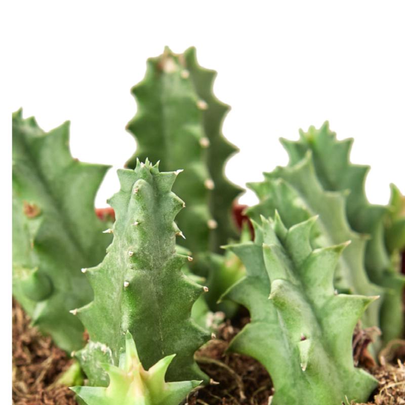 Lifesaver Cactus