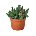 Lifesaver Cactus