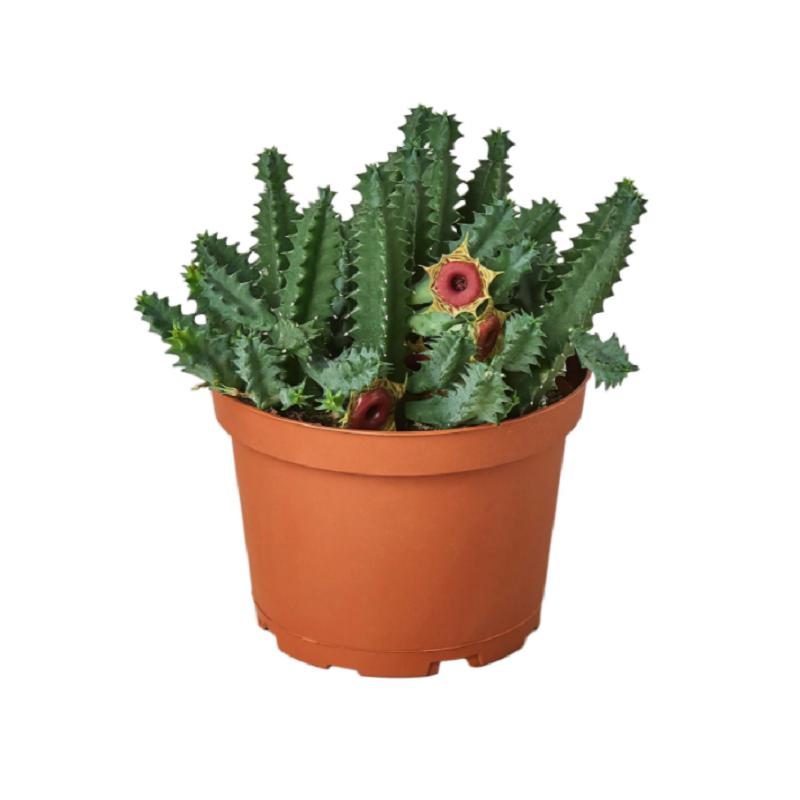 Lifesaver Cactus