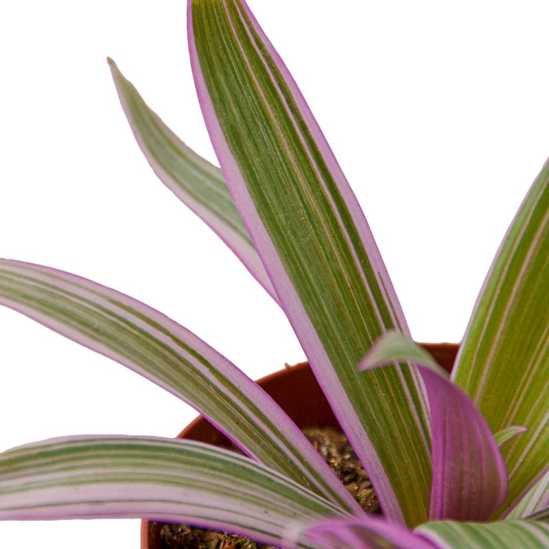 Oyster Plant