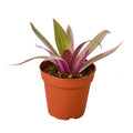 Oyster Plant