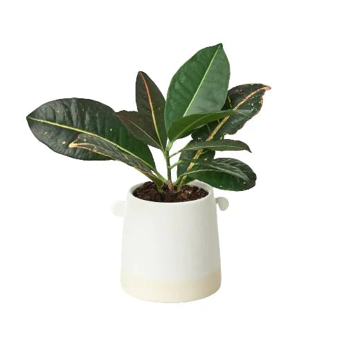 Knob Cylinder Planter