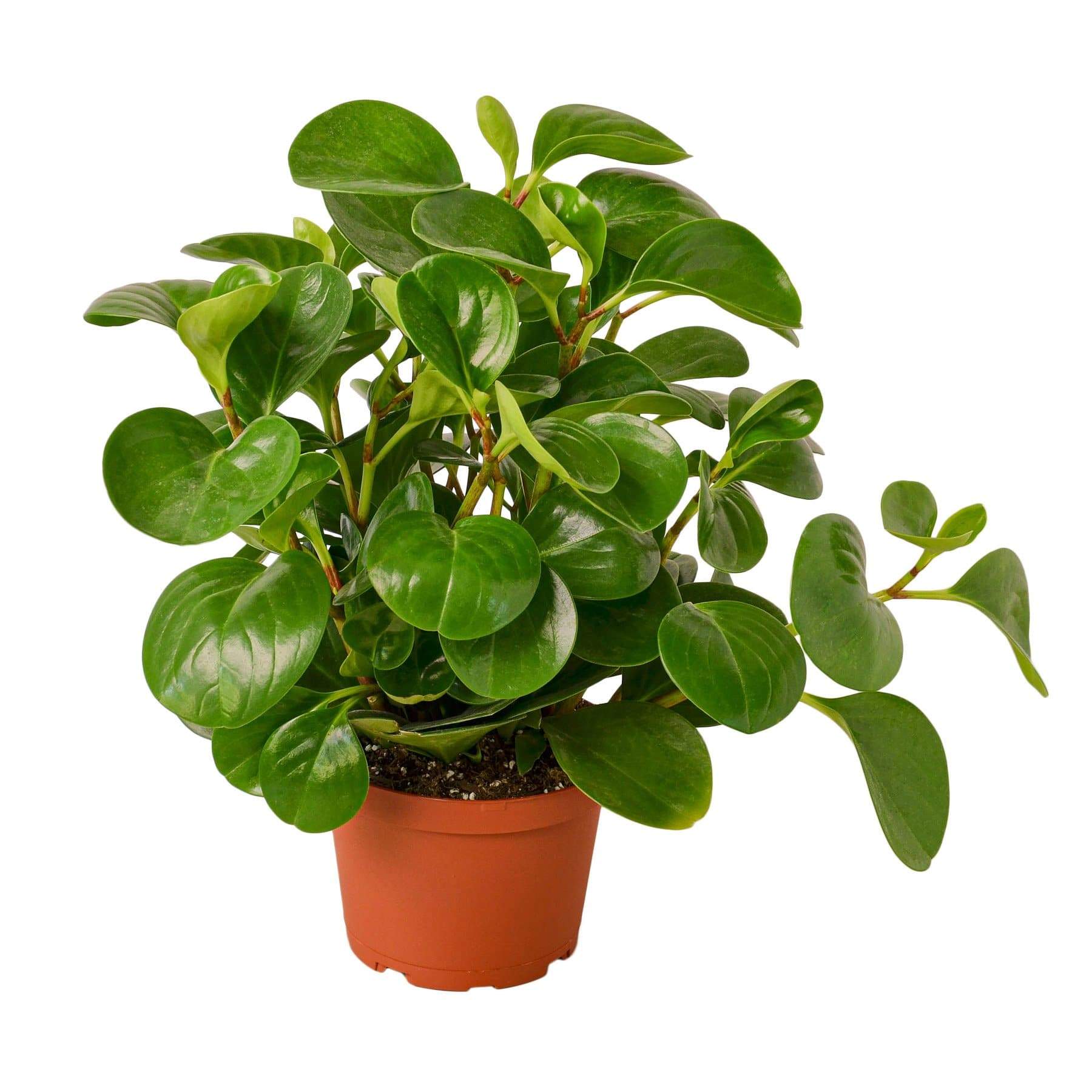 Peperomia 'Thailand'