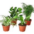 Pet-Friendly Variety Bundle
