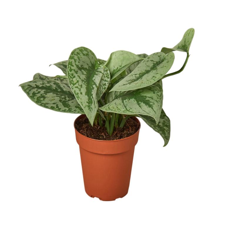 Pothos 'Silver Splash'
