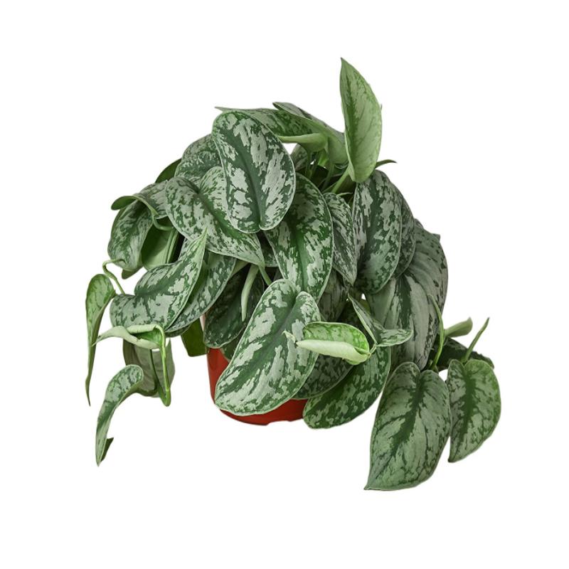Pothos 'Silver Splash'