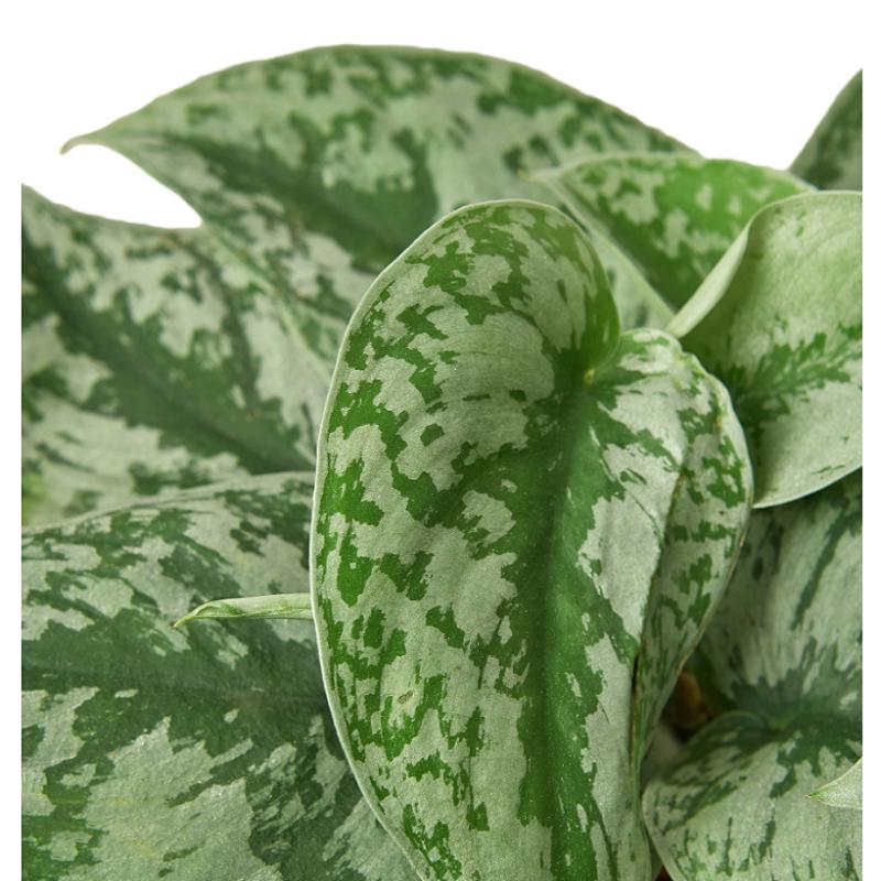 Pothos 'Silver Splash'
