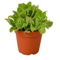 Ripple Jade