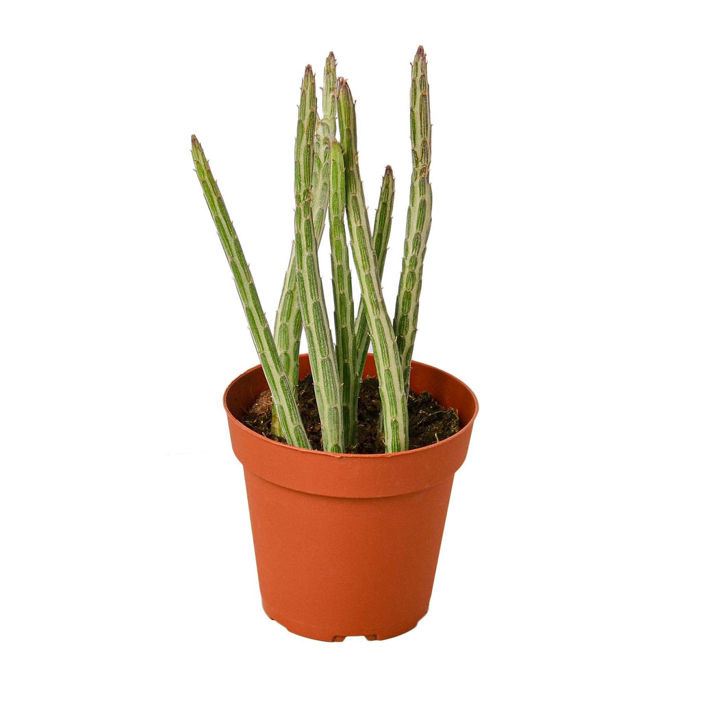 Senecio 'Pickle Plant'