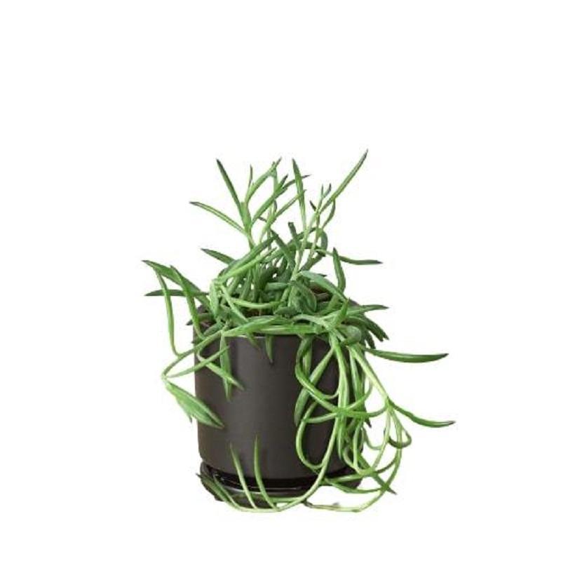 Senecio 'Fish Hooks'
