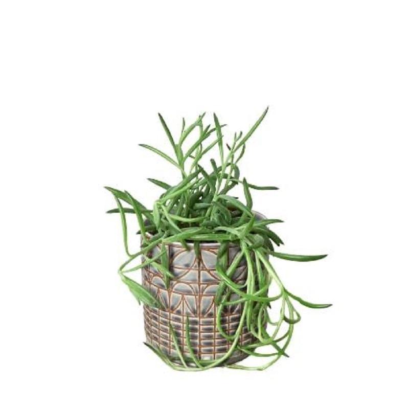 Senecio 'Fish Hooks'