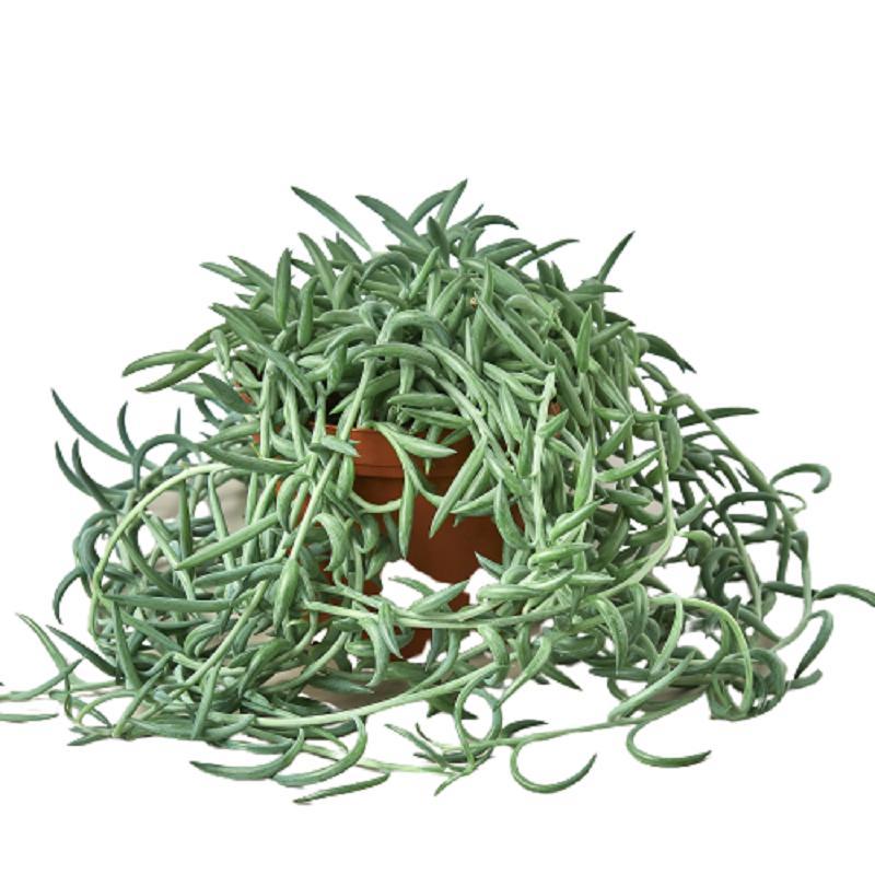 Senecio 'Fish Hooks'