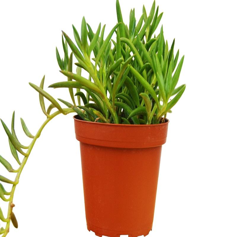 Senecio 'Fish Hooks'