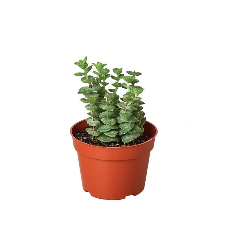 Succulent Crassula 'Jade Necklace'