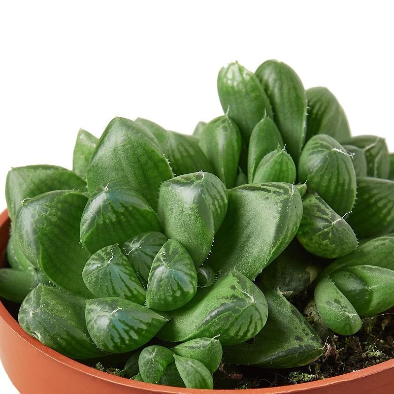 Haworthia 'Cooperi'
