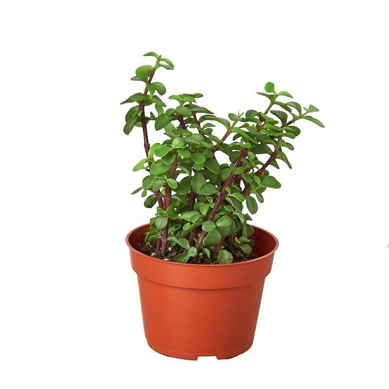 Succulent Portulacaria 'Elephant Bush'