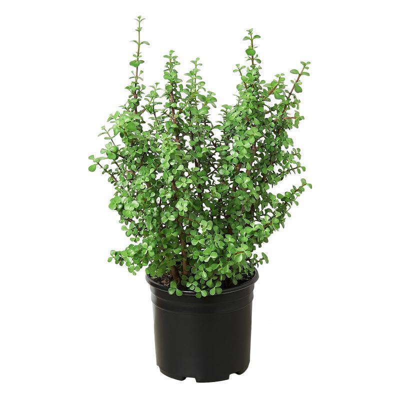 Succulent Portulacaria 'Elephant Bush'