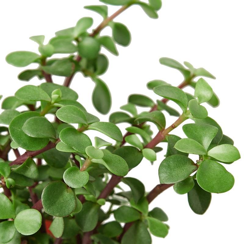 Succulent Portulacaria 'Elephant Bush'