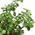 Succulent Portulacaria 'Elephant Bush'