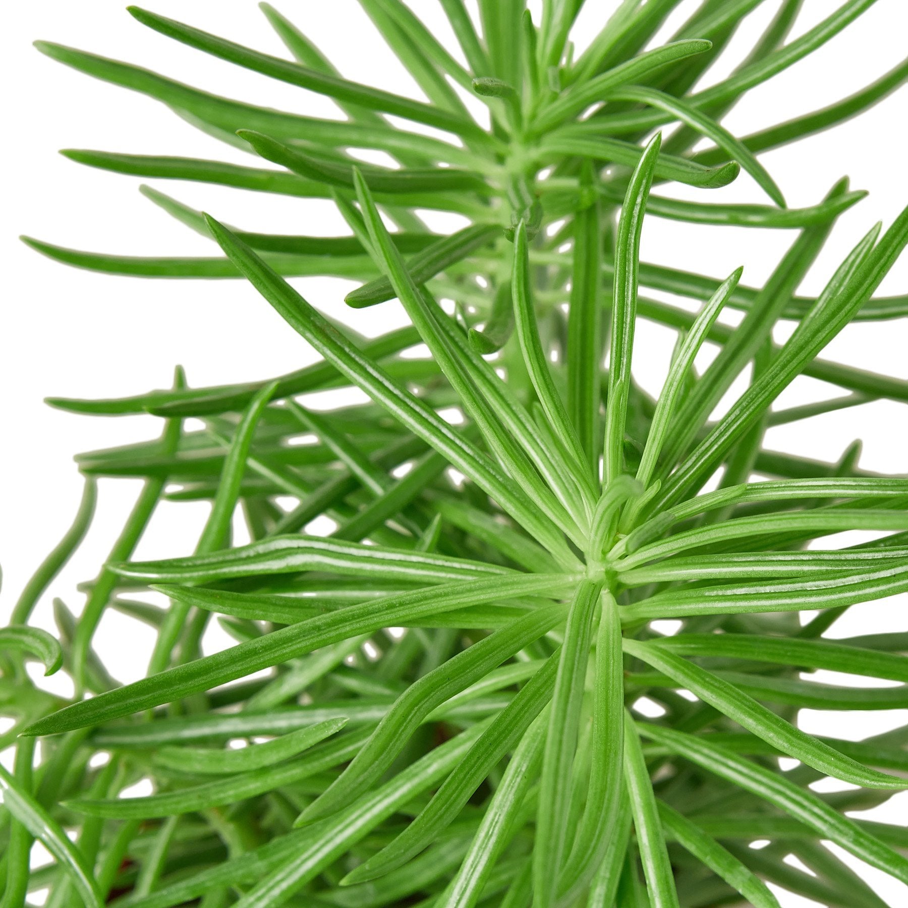 Succulent Senecio 'Himalayan'