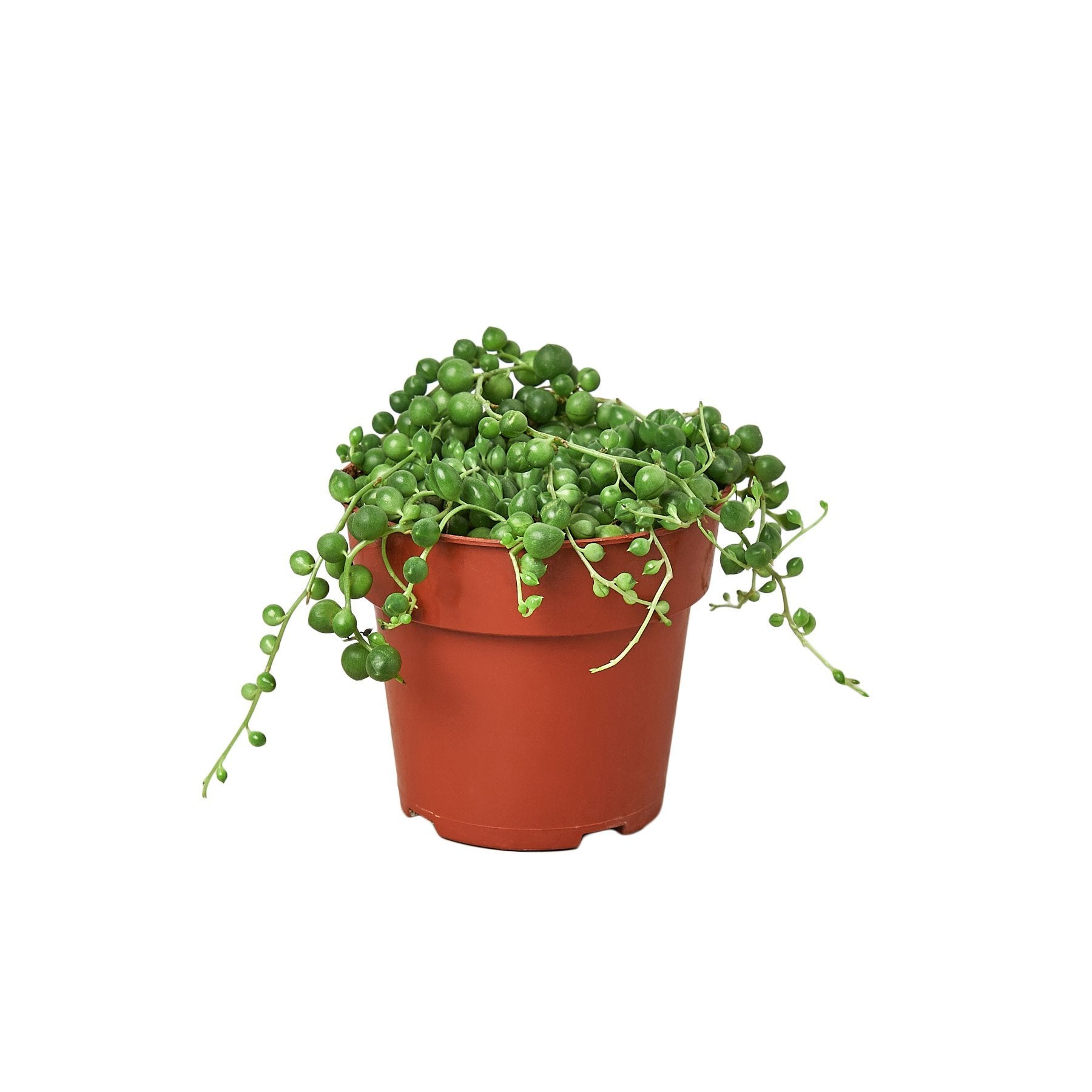 Succulent 'String Of Pearls'