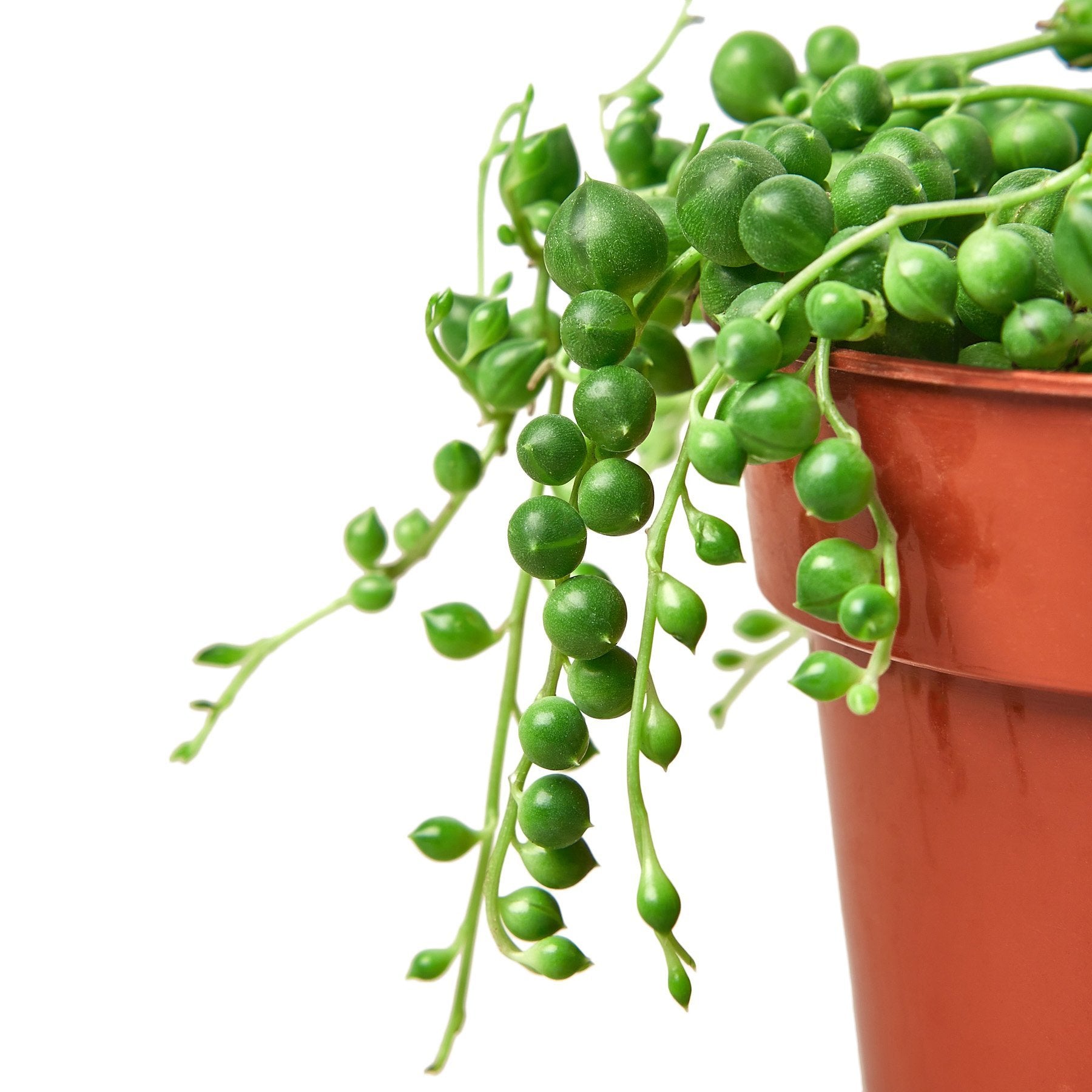 Succulent 'String Of Pearls'