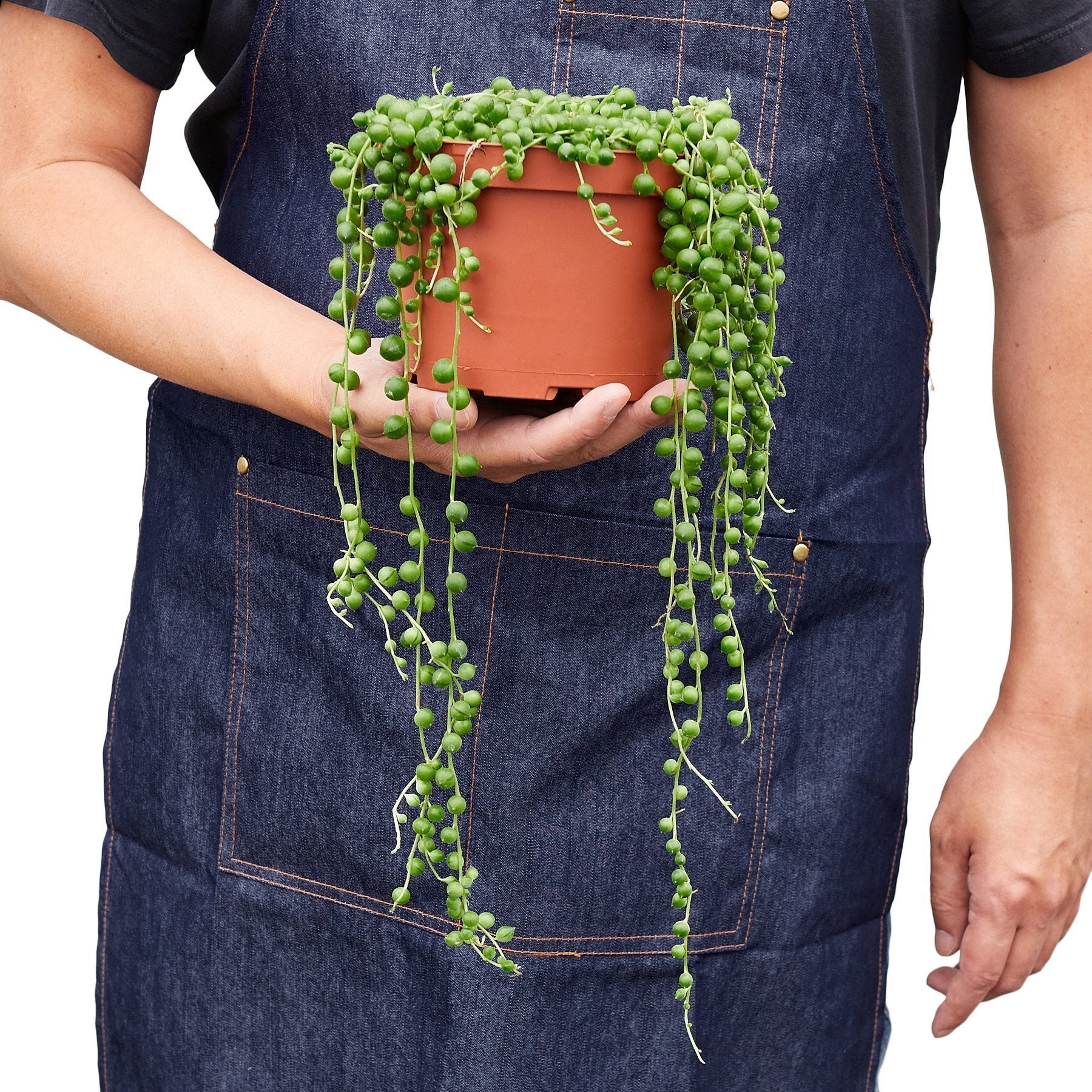 Succulent 'String Of Pearls'