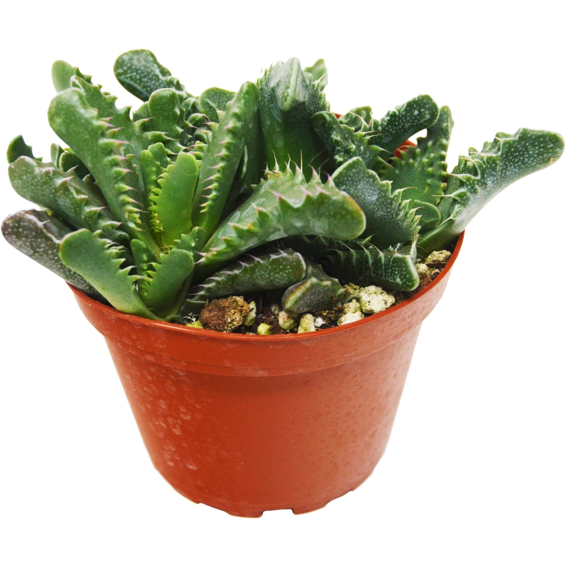 Succulent 'Tiger Jaws'