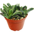 Succulent 'Tiger Jaws'