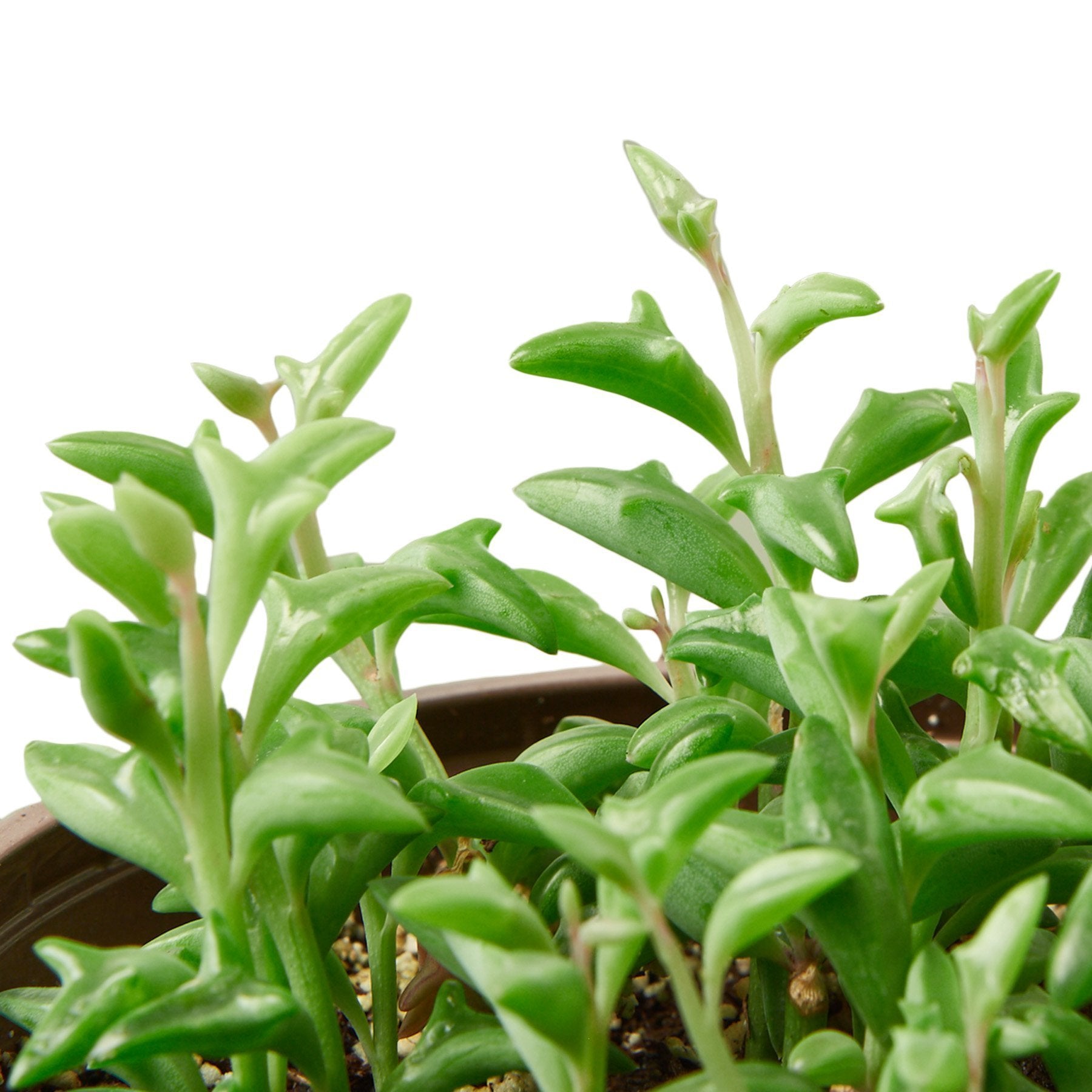 Succulent 'String Of Dolphins'